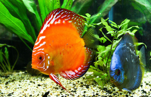 居家養(yǎng)魚(yú)風(fēng)水講究，怎么養(yǎng)魚(yú)招財(cái)運(yùn)？