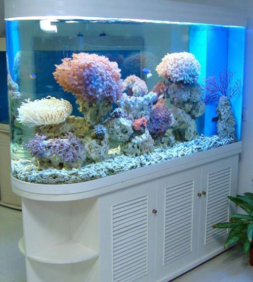居家養(yǎng)魚(yú)風(fēng)水講究，怎么養(yǎng)魚(yú)招財(cái)運(yùn)？