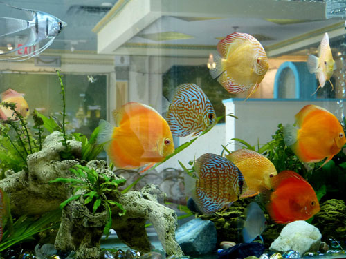 居家養(yǎng)魚(yú)風(fēng)水講究，怎么養(yǎng)魚(yú)招財(cái)運(yùn)？