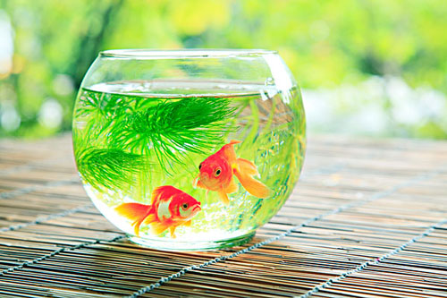 居家養(yǎng)魚(yú)風(fēng)水講究，怎么養(yǎng)魚(yú)招財(cái)運(yùn)？